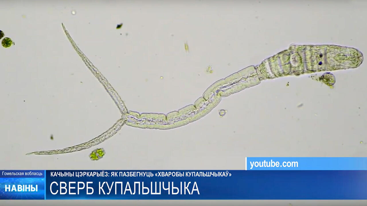 скриншот видео ТРК «Гомель»